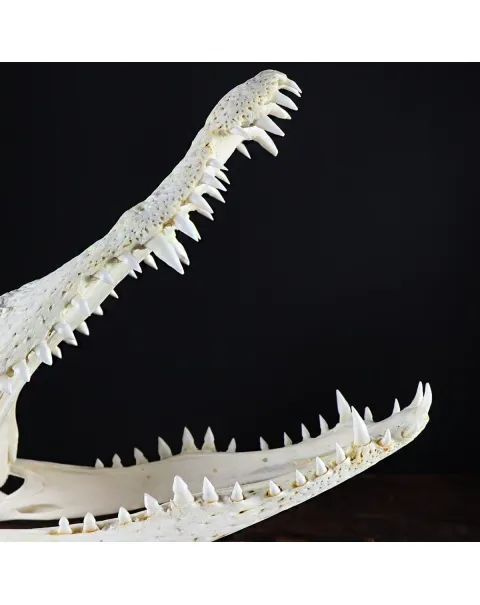 Teschio di Coccodrillo