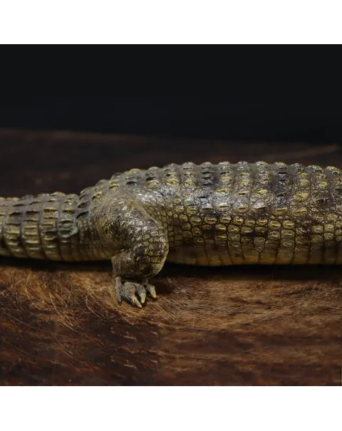 Coccodrillo imbalsamato