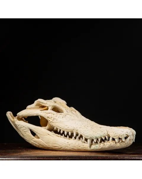 Teschio di Coccodrillo