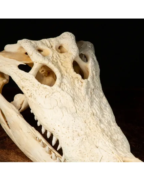 Teschio di Coccodrillo