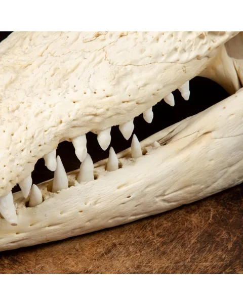 Teschio di Coccodrillo