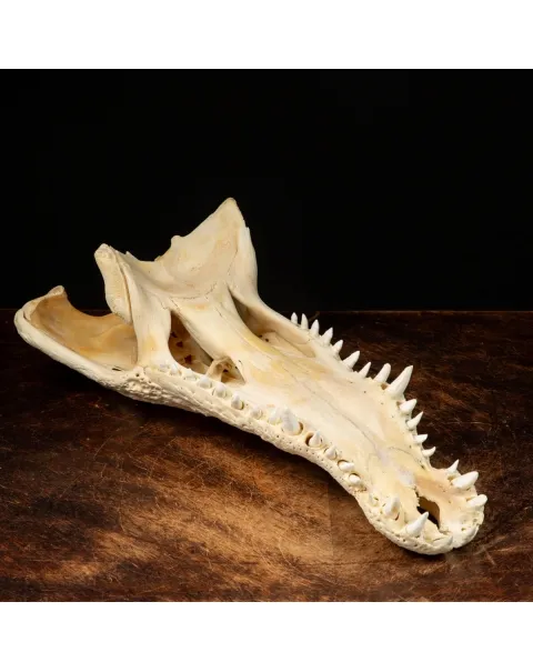 Teschio di Coccodrillo