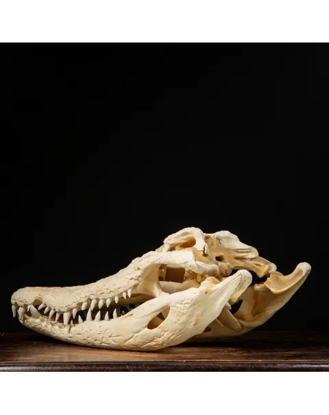 Teschio di Coccodrillo