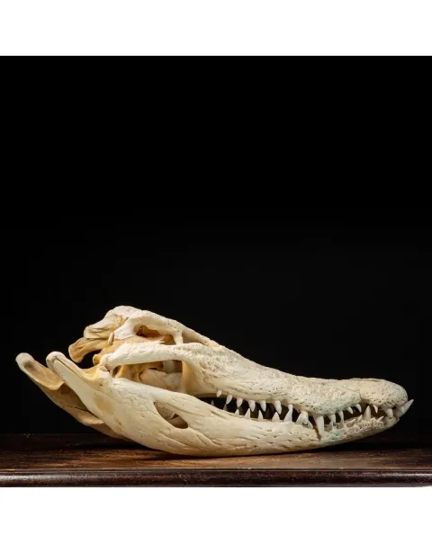 Teschio di Coccodrillo