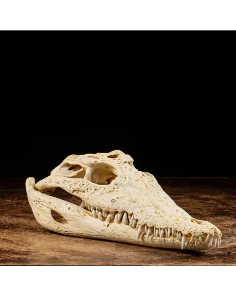 Teschio di Coccodrillo