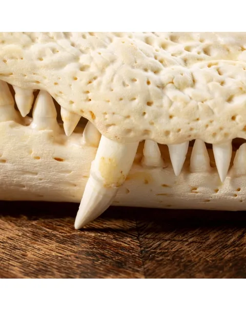 Teschio di Coccodrillo