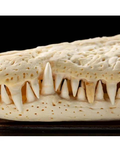 Teschio di Coccodrillo