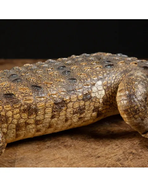 Coccodrillo imbalsamato
