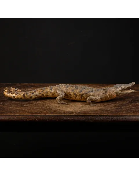 Coccodrillo imbalsamato