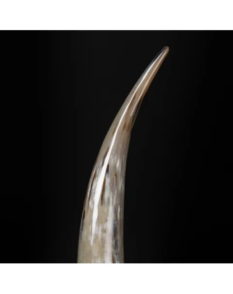 Corno di Bufalo su Piedistallo