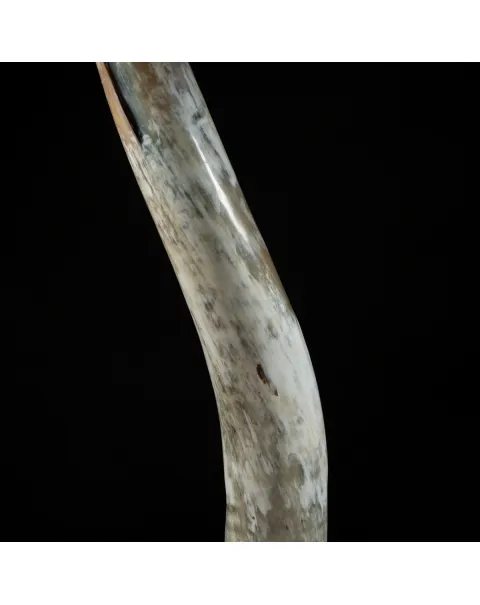 Corno di Bufalo su Piedistallo