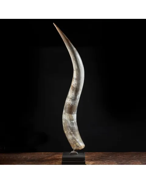 Corno di Bufalo su Piedistallo