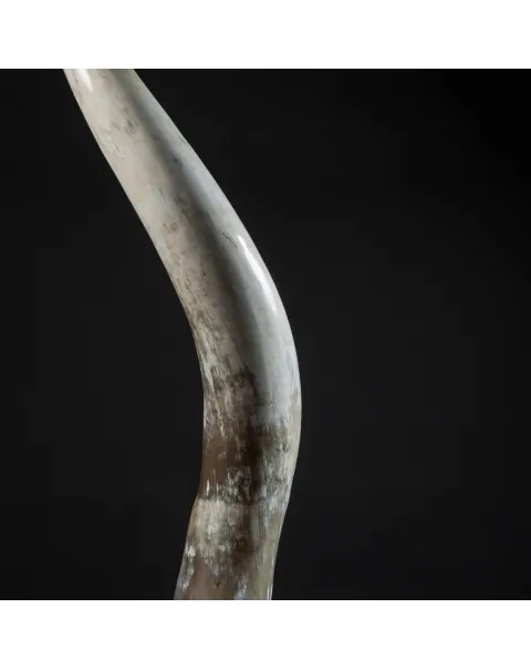 Corno di Bufalo su Piedistallo