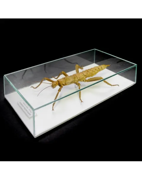 Eurycantha horrida 