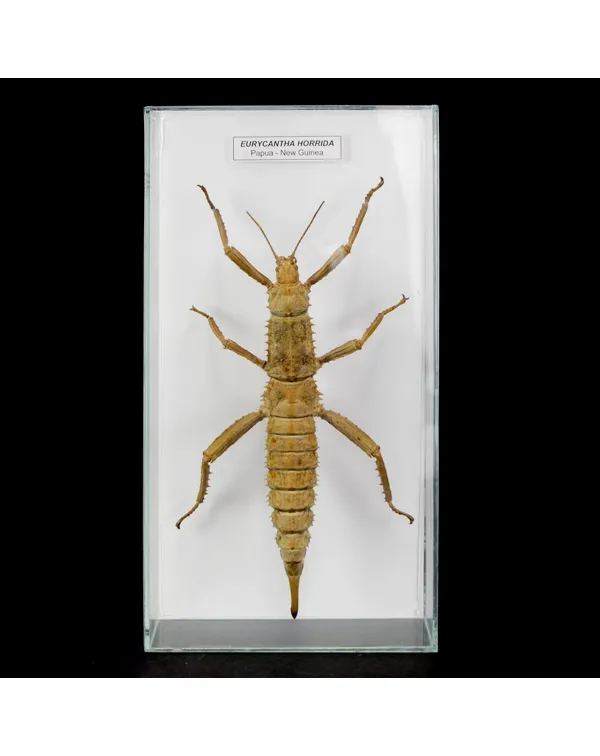 Eurycantha Horrida 