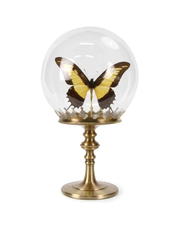 Papilio Androgeus