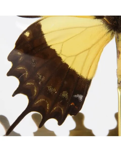 Papilio Androgeus