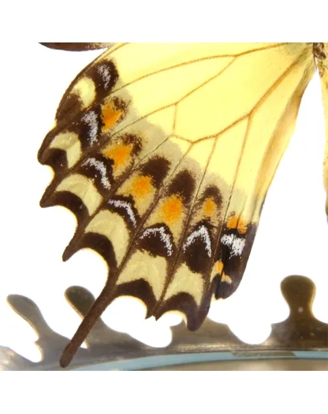 Papilio Androgeus