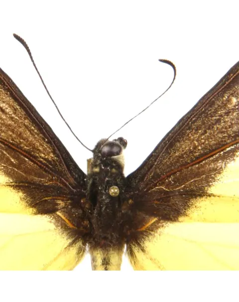 Papilio Androgeus
