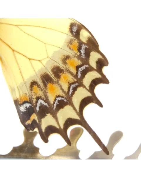 Papilio Androgeus