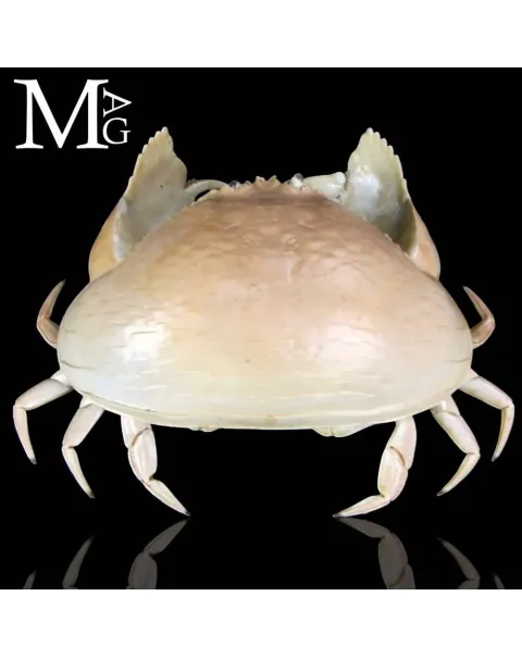 Calappa Calappa delle Filippine – Granchio Essiccato da Collezione Naturalistica