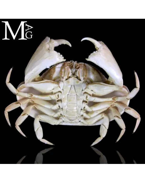 Calappa Calappa delle Filippine – Granchio Essiccato da Collezione Naturalistica