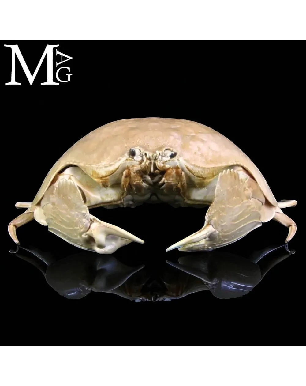 Calappa Calappa delle Filippine – Granchio Essiccato da Collezione Naturalistica