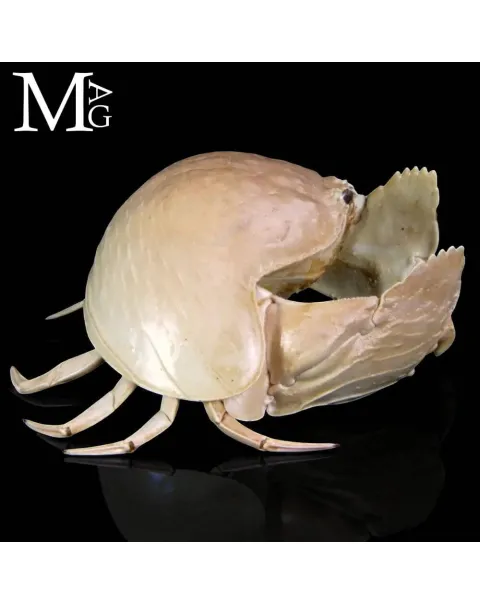 Calappa Calappa delle Filippine – Granchio Essiccato da Collezione Naturalistica
