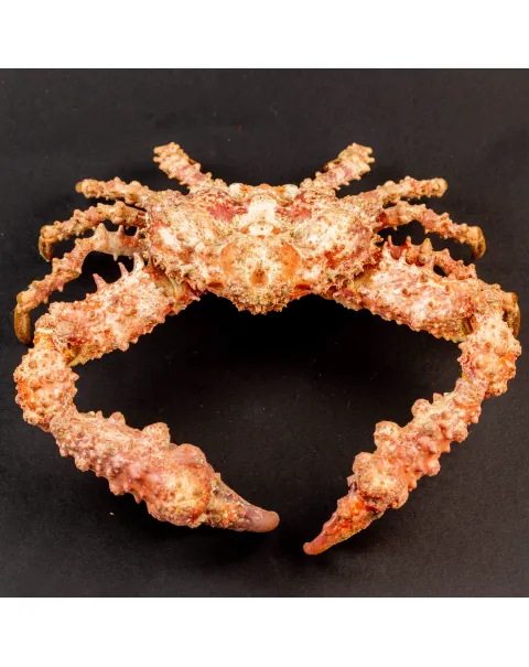 Daldorfia Horrida