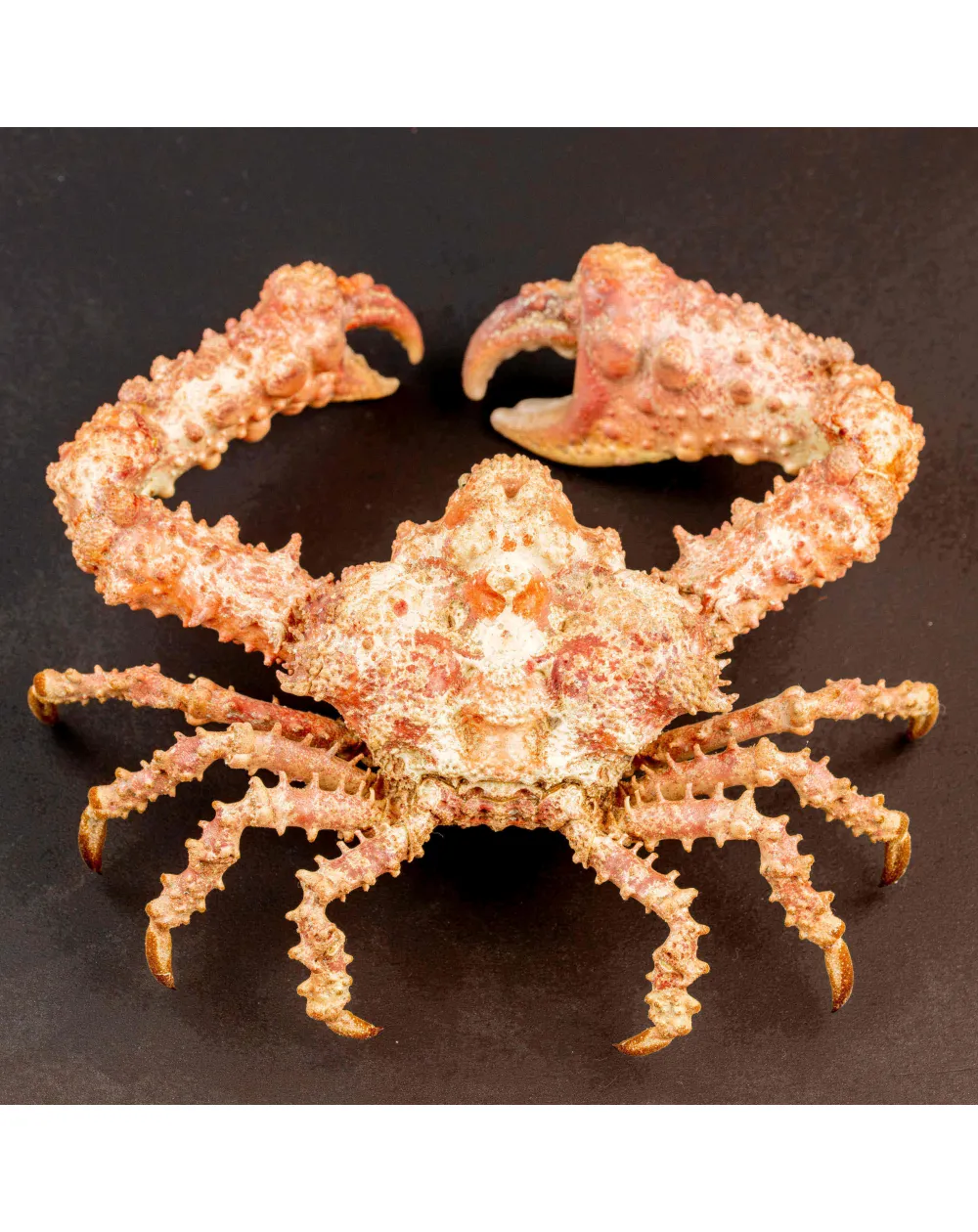 Daldorfia Horrida