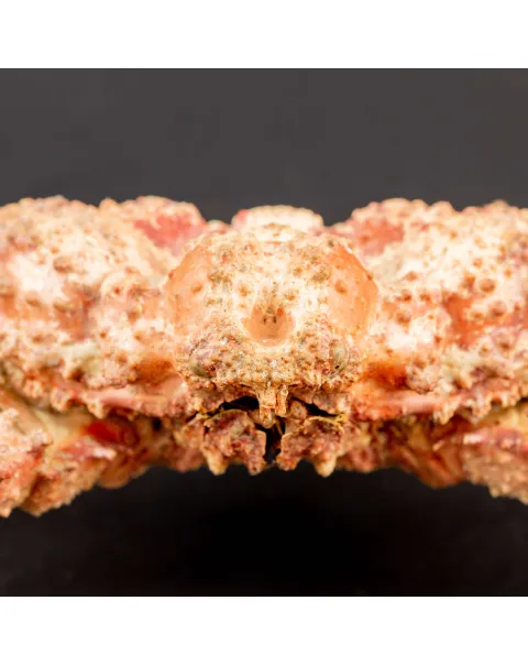 Daldorfia Horrida