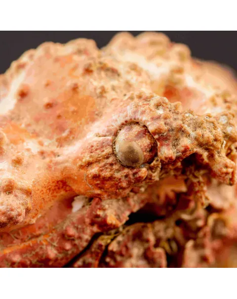 Daldorfia Horrida