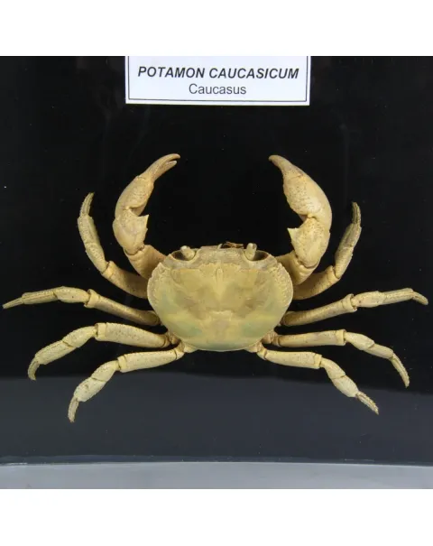 Potamon Caucasicum