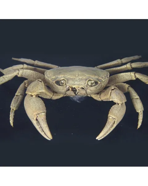 Potamon Caucasicum