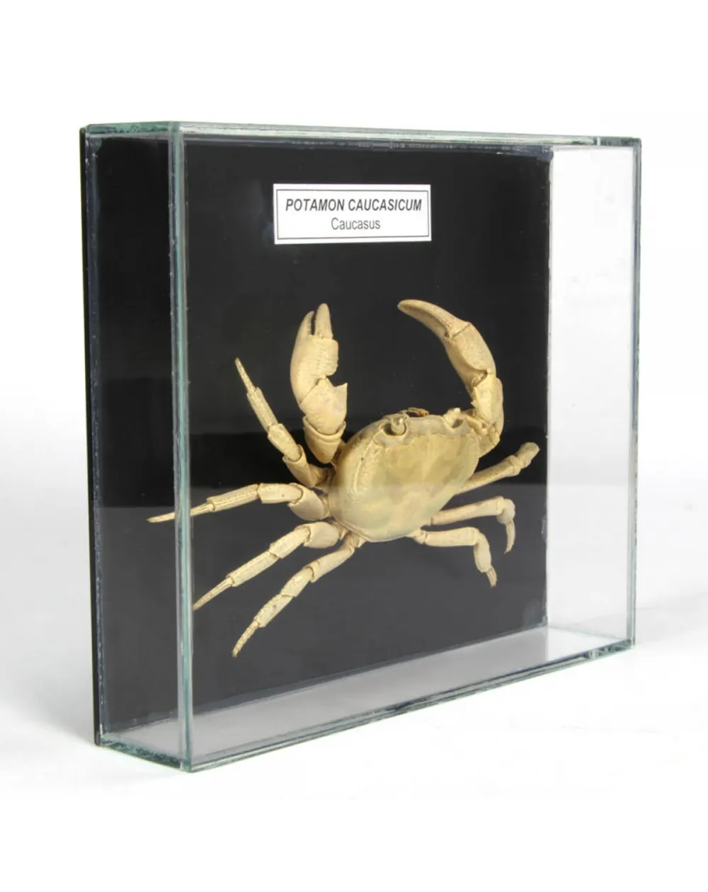 Potamon Caucasicum
