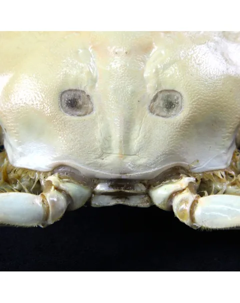 Portunus pelagicus