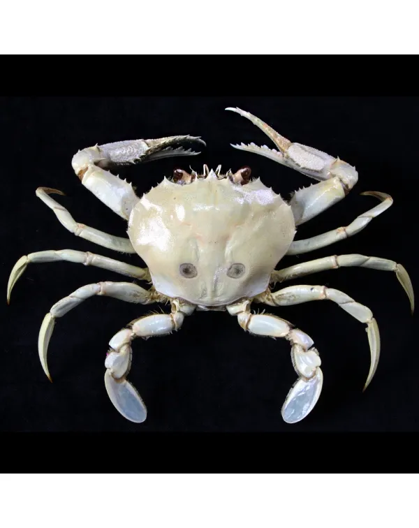 Portunus pelagicus