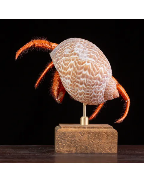 Paguro Gigante in Conchiglia Esotica.