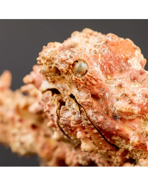 Parthenopiidae: Daldorfia Horrida