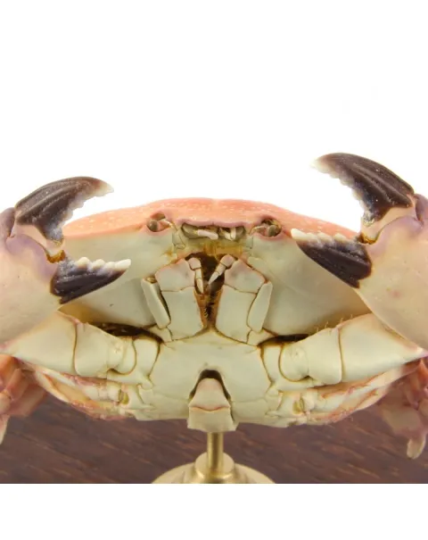 Metacarcinus magister