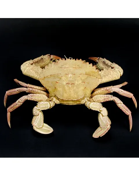 Charybdis natator