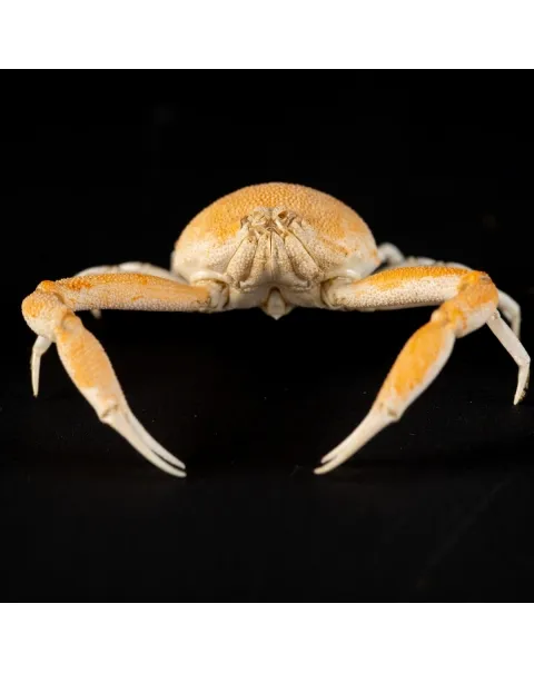 Leucosiidae Toru Granuloides
