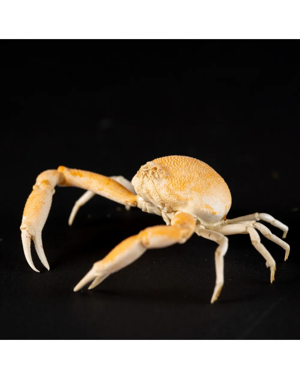 Leucosiidae Toru Granuloides
