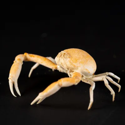 Leucosiidae Toru Granuloides