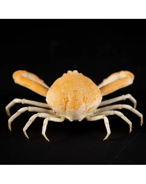 Leucosiidae Toru Granuloides