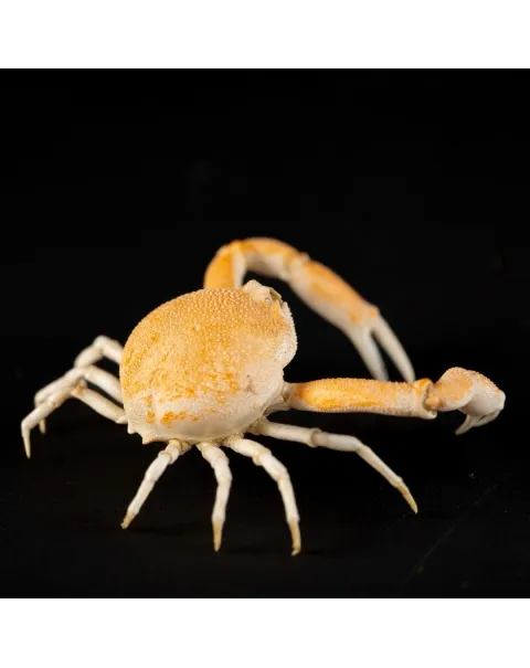 Leucosiidae Toru Granuloides