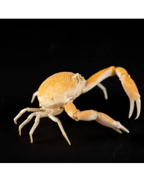 Leucosiidae Toru Granuloides