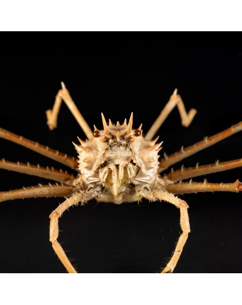 Paromola Macrochira  Granchio di Mare