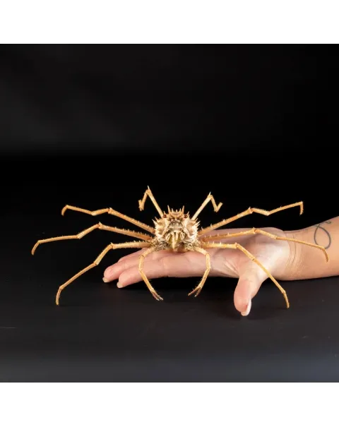 Paromola Macrochira  Granchio di Mare