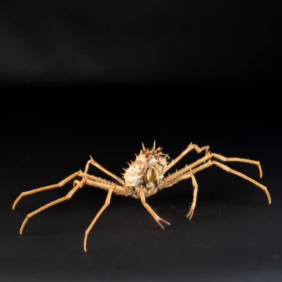 Paromola Macrochira  Granchio di Mare